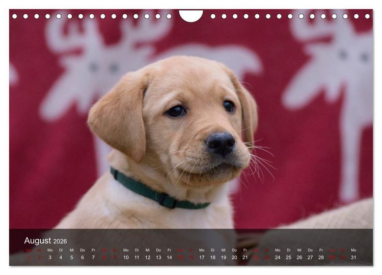 Produktbild: Labrador Retriever Welpen (Wandkalender 2026 DIN A4 quer), CALVENDO Monatskalender