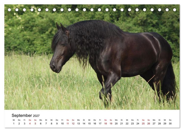 Produktbild: Friesen - Kraft und Eleganz (Tischkalender 2027 DIN A5 quer), CALVENDO Monatskalender