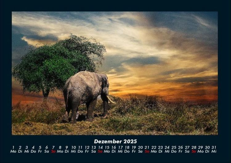 Produktbild: Der Elefantenkalender 2025 Fotokalender DIN A4