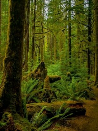 Produktbild: CALVENDO Puzzle Olympic State and National Parks | 1000 Teile Lege-Gr&ouml;&szlig;e 64x48cm Foto-Puzzle f&uuml;r gl&uuml;ckliche Stunden