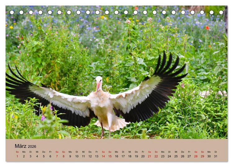 Produktbild: Der Storchenkalender (Tischkalender 2026 DIN A5 quer), CALVENDO Monatskalender