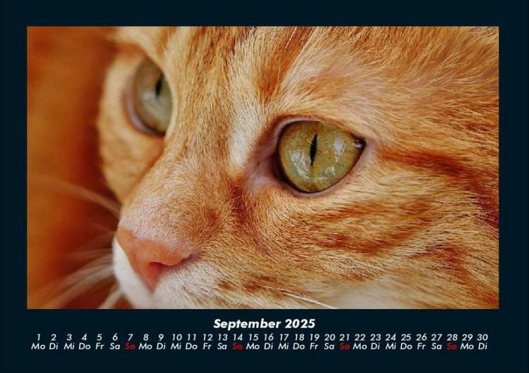 Produktbild: F&uuml;r Katzenfreunde 2025 Fotokalender DIN A4