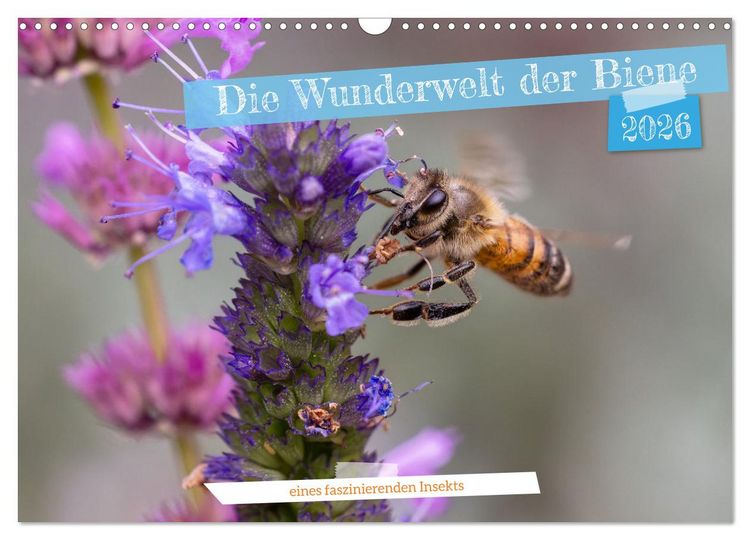 Produktbild: Die Wunderwelt der Biene (Wandkalender 2026 DIN A3 quer), CALVENDO Monatskalender