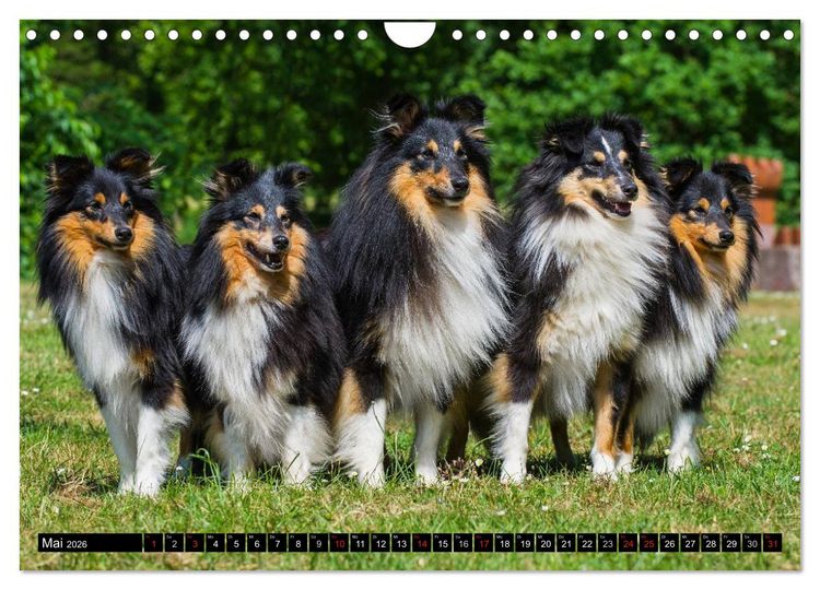 Produktbild: Traumhund Sheltie (Wandkalender 2026 DIN A4 quer), CALVENDO Monatskalender