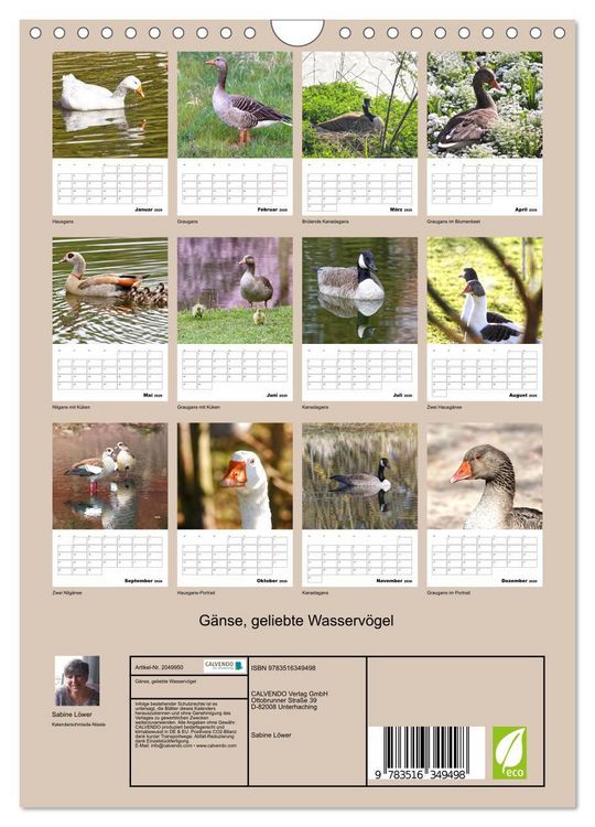 Produktbild: G&auml;nse, geliebte Wasserv&ouml;gel (Wandkalender 2026 DIN A4 hoch), CALVENDO Monatskalender
