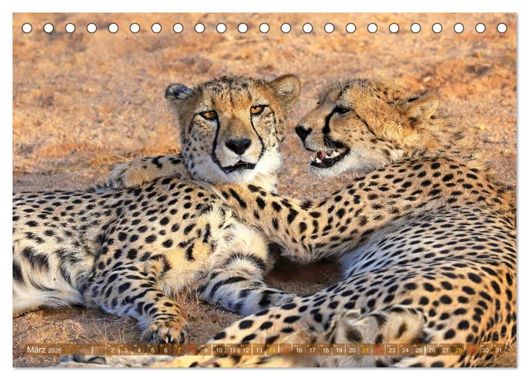 Produktbild: Geparden - Begegnungen in Afrika (Tischkalender 2026 DIN A5 quer), CALVENDO Monatskalender