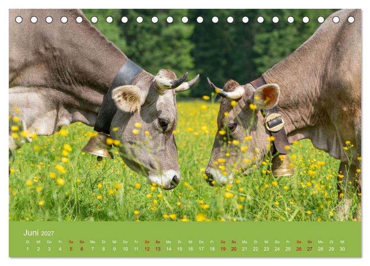Produktbild: Allg&auml;uer Rindvieh 2027 (Tischkalender 2027 DIN A5 quer), CALVENDO Monatskalender
