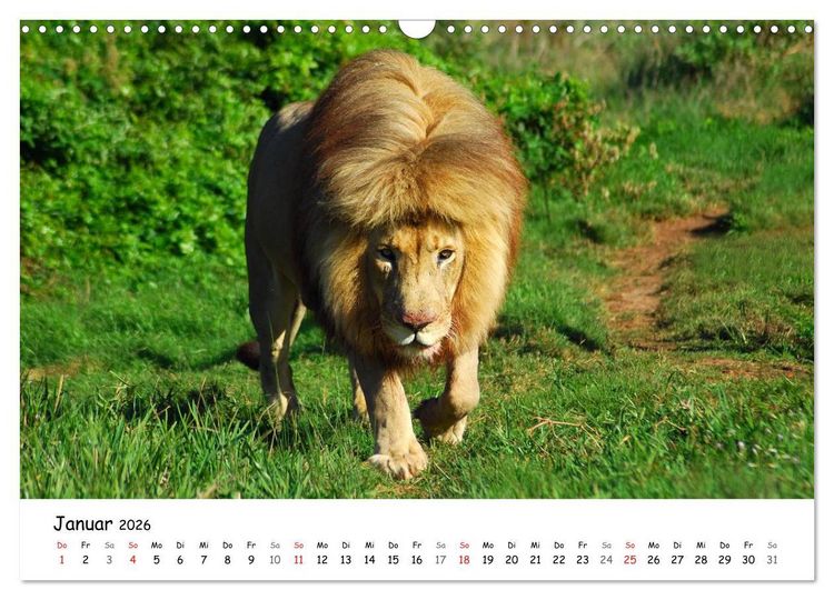 Produktbild: L&ouml;wen Impressionen (Wandkalender 2026 DIN A3 quer), CALVENDO Monatskalender