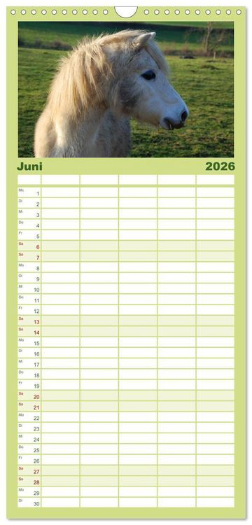 Produktbild: Familienplaner 2026 - Ponys. Herzensbrecher mit Grips mit 5 Spalten (Wandkalender, 21 x 45 cm) CALVENDO
