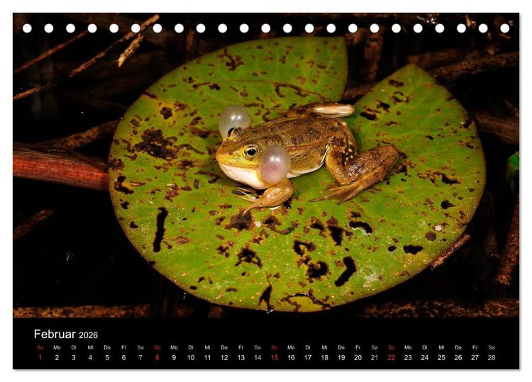 Produktbild: Fr&ouml;sche (Tischkalender 2026 DIN A5 quer), CALVENDO Monatskalender