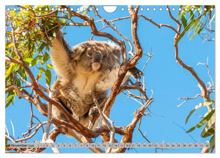 Produktbild: Australische Koalas (Wandkalender 2026 DIN A4 quer), CALVENDO Monatskalender