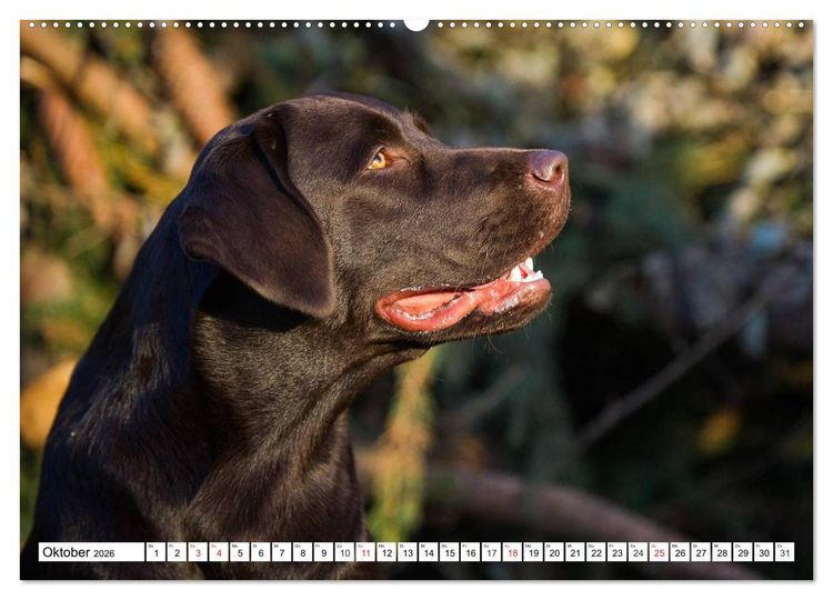 Produktbild: Labrador Retriever - Freunde f&uuml;r&acute;s Leben (hochwertiger Premium Wandkalender 2026 DIN A2 quer), Kunstdruck in Hochglanz