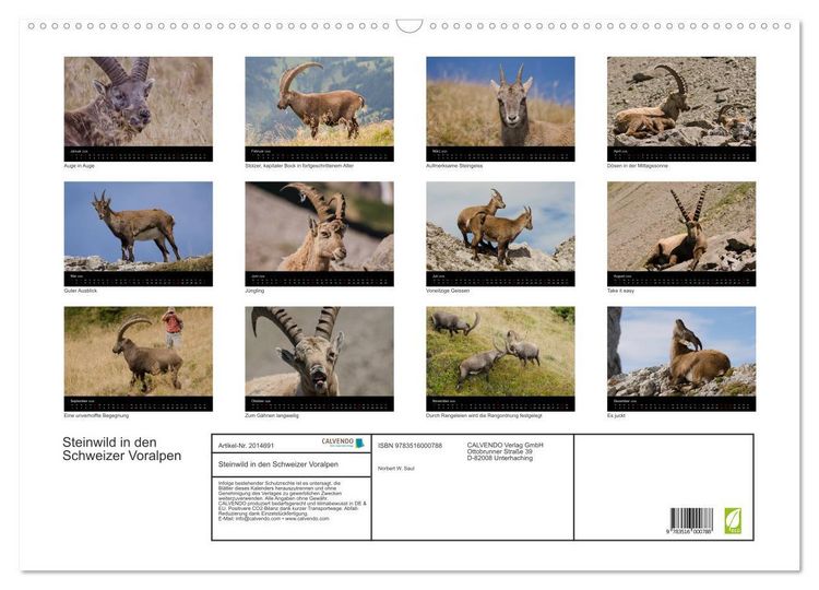 Produktbild: Steinwild in den Schweizer Voralpen (Wandkalender 2026 DIN A2 quer), CALVENDO Monatskalender