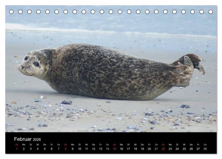 Produktbild: Verspielte Robben (Tischkalender 2026 DIN A5 quer), CALVENDO Monatskalender