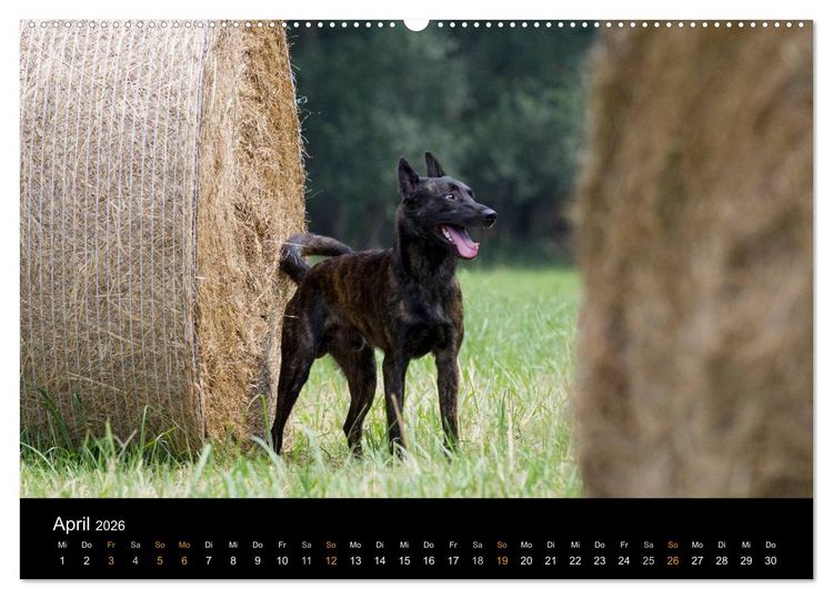 Produktbild: Holl&auml;ndischer Sch&auml;ferhund (Wandkalender 2026 DIN A2 quer), CALVENDO Monatskalender