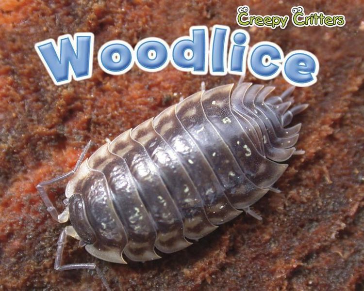 Produktbild: Creepy Critters Woodlice