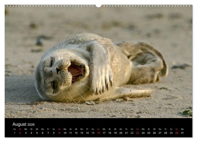 Produktbild: Faszination Kegelrobben und Seehunde 2026 (Wandkalender 2026 DIN A2 quer), CALVENDO Monatskalender