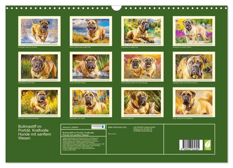 Produktbild: Bullmastiff im Portr&auml;t. Kraftvolle Hunde mit sanftem Wesen (Wandkalender 2026 DIN A3 quer), CALVENDO Monatskalender