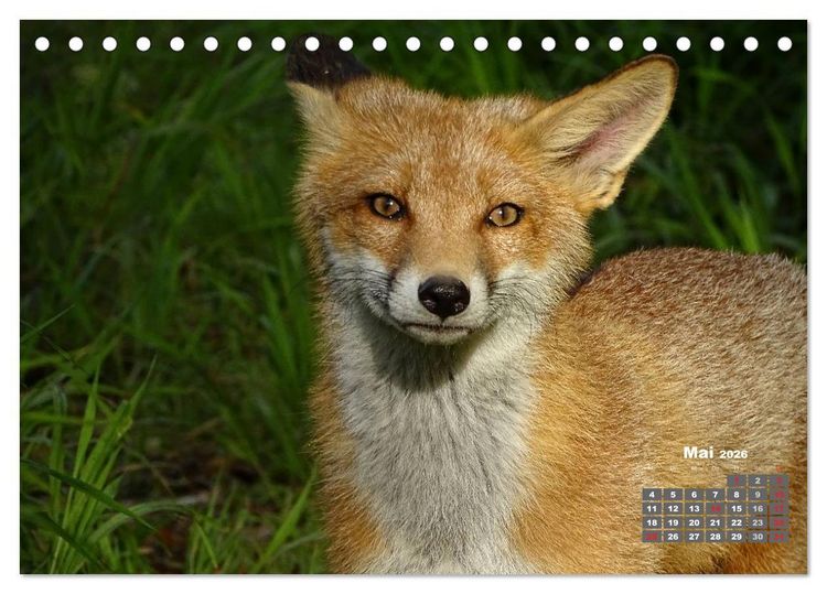 Produktbild: Familie Fuchs hautnah in Berlin (Tischkalender 2026 DIN A5 quer), CALVENDO Monatskalender
