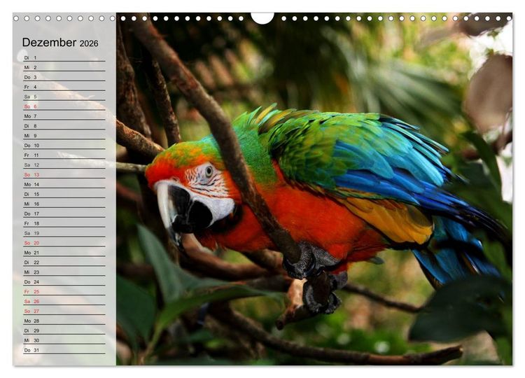 Produktbild: Papageien. Bunt, laut und klug (Wandkalender 2026 DIN A3 quer), CALVENDO Monatskalender