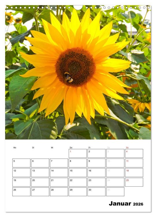 Produktbild: Strahlende Sonnenblumen (Wandkalender 2026 DIN A3 hoch), CALVENDO Monatskalender