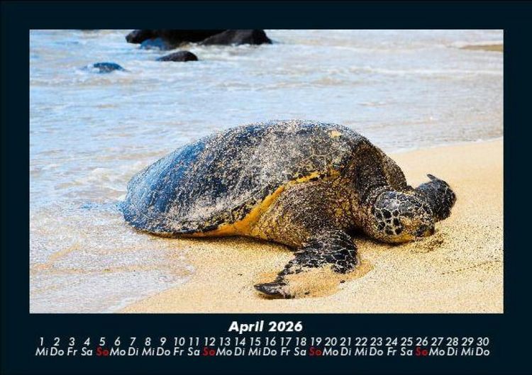 Produktbild: Schildkr&ouml;tenzauber 2026 Fotokalender DIN A5