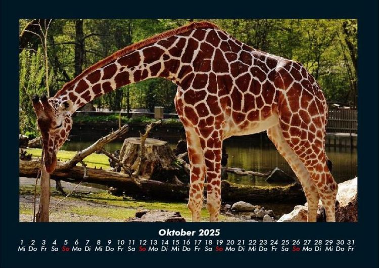 Produktbild: Giraffen 2025 Fotokalender DIN A4