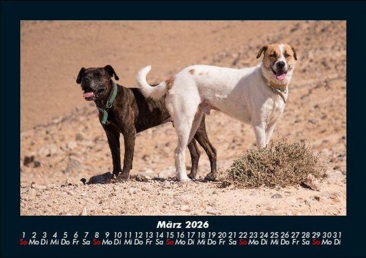 Produktbild: Hunde 2026 Fotokalender DIN A5
