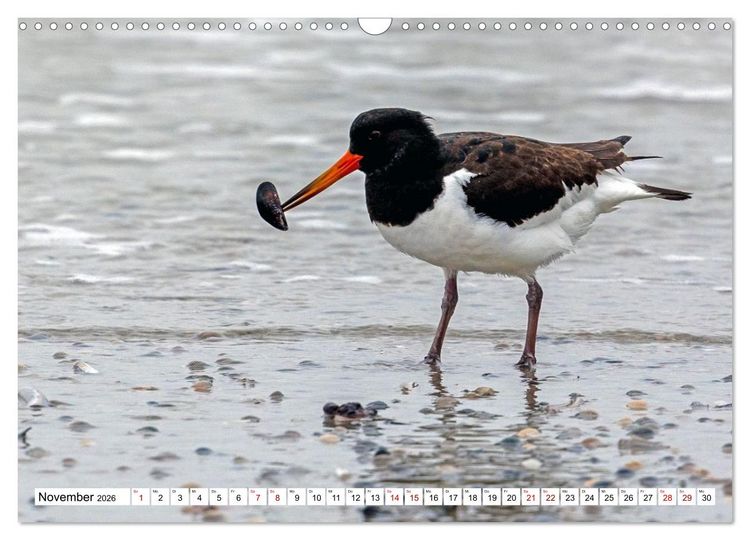 Produktbild: Wintertage auf Norderney (Wandkalender 2026 DIN A3 quer), CALVENDO Monatskalender