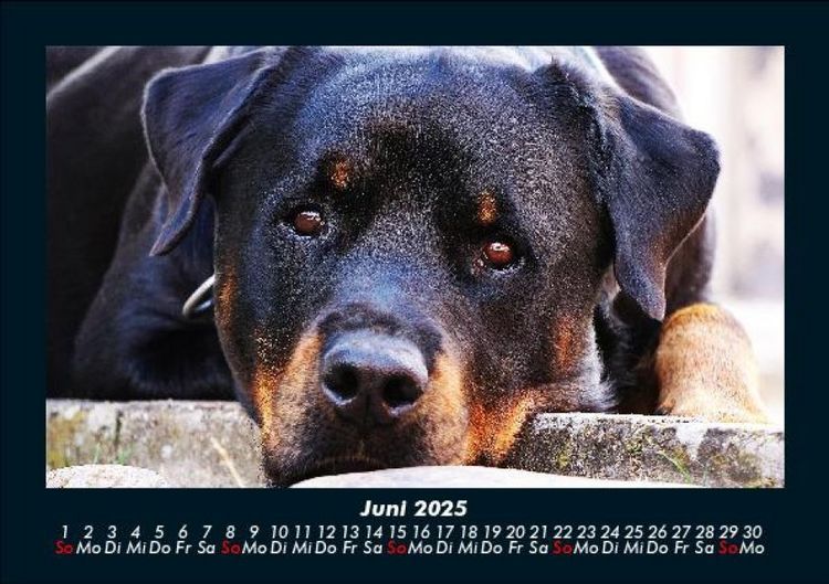 Produktbild: Hundezauber 2025 Fotokalender DIN A5
