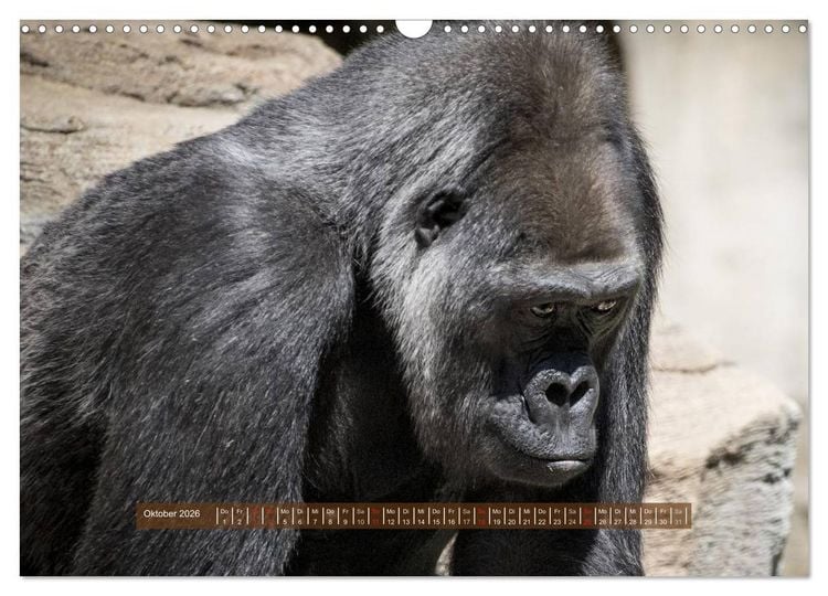 Produktbild: Affen - Individuen mit Charakter und Seele (Wandkalender 2026 DIN A3 quer), CALVENDO Monatskalender