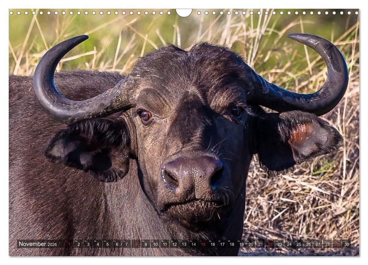 Produktbild: blick kontakt mit tieren im &ouml;stlichen und s&uuml;dlichen afrika (Wandkalender 2026 DIN A3 quer), CALVENDO Monatskalender