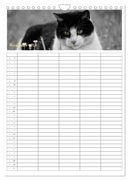 Produktbild: Miezekatzen Planungskalender (Wandkalender 2026 DIN A4 hoch), CALVENDO Monatskalender