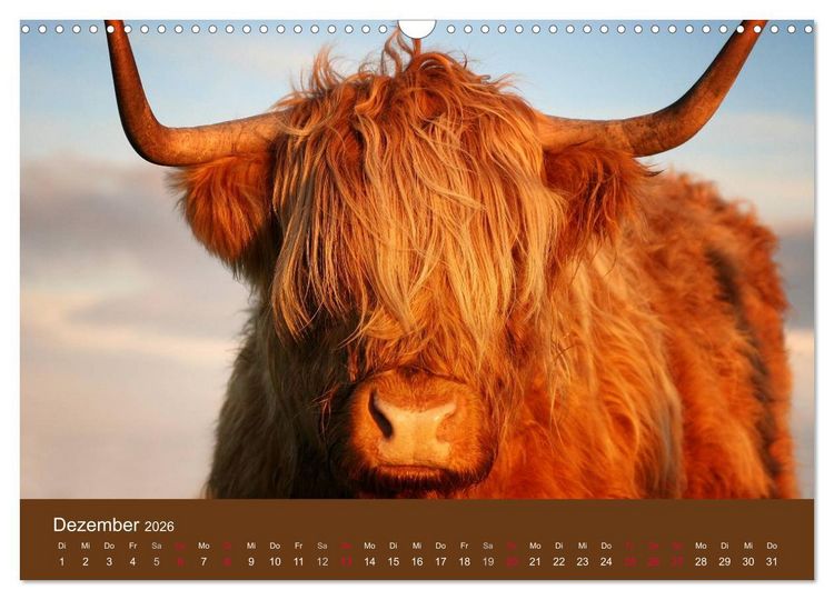 Produktbild: Schottische Hochlandrinder - Highland Cattle (Wandkalender 2026 DIN A3 quer), CALVENDO Monatskalender