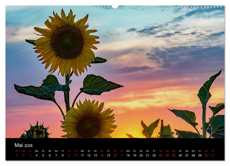 Produktbild: Blumen der Sonne (hochwertiger Premium Wandkalender 2026 DIN A2 quer), Kunstdruck in Hochglanz