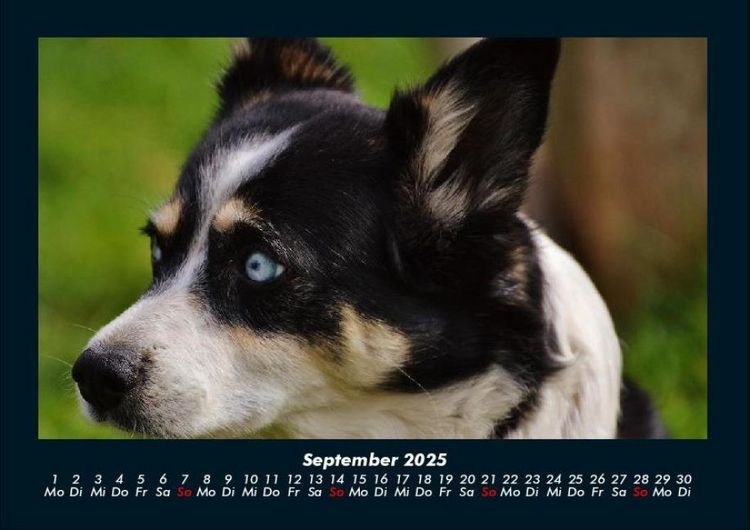 Produktbild: Welpen 2025 Fotokalender DIN A4