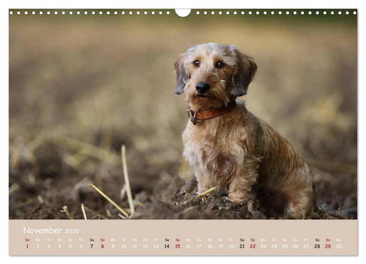 Produktbild: Dackel - lustige Gesellen auf kurzen Beinchen (Wandkalender 2026 DIN A3 quer), CALVENDO Monatskalender