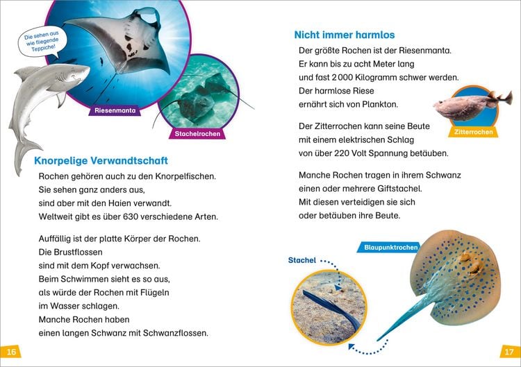 Produktbild: WAS IST WAS Erstes Lesen Band 16. Haie