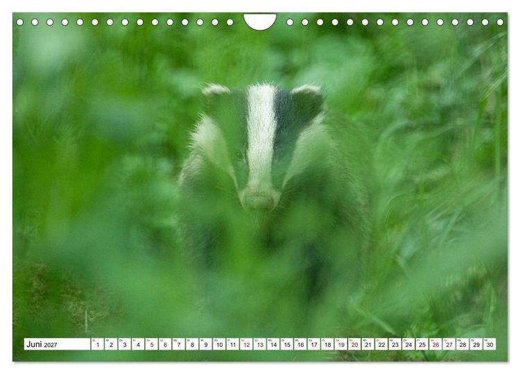 Produktbild: Wildtiere im M&uuml;ritz-Nationalpark (Wandkalender 2027 DIN A4 quer), CALVENDO Monatskalender