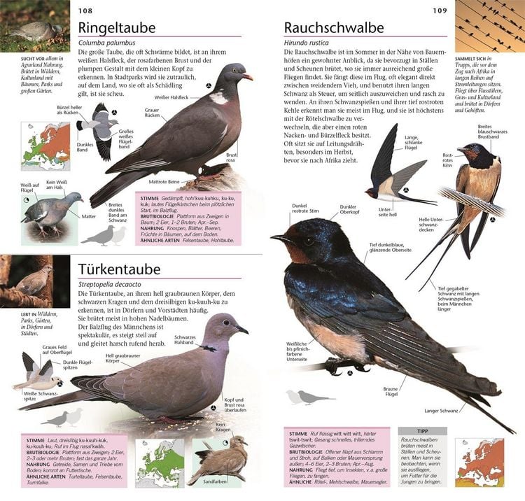 Produktbild: Gartenv&ouml;gel beobachten und bestimmen