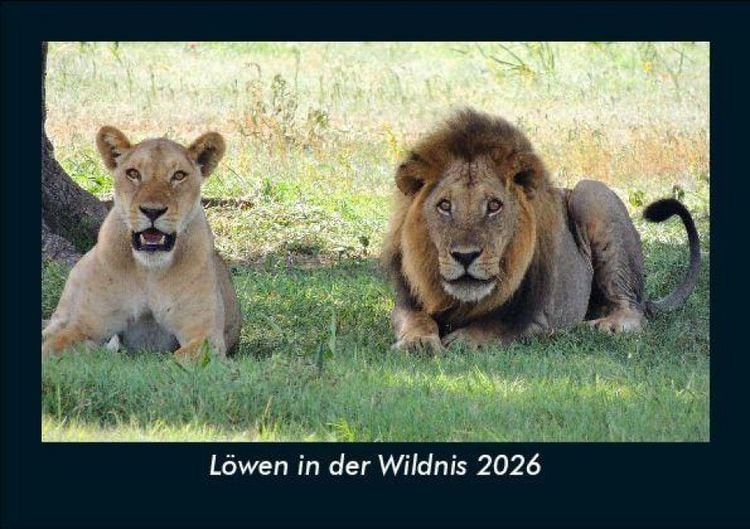 Produktbild: L&ouml;wen in der Wildnis 2026 Fotokalender DIN A5