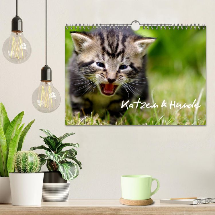 Produktbild: Katzen & Hunde (Wandkalender 2026 DIN A4 quer), CALVENDO Monatskalender