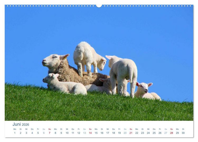 Produktbild: Schafe am Deich 2026. Tierische Impressionen von der Nordseek&uuml;ste (hochwertiger Premium Wandkalender 2026 DIN A2 quer), Kunstdruck in Hochglanz