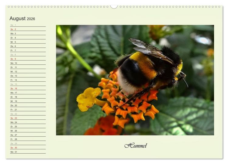 Produktbild: Blaue Holzbiene &ndash; Hummel &ndash; und Taubenschw&auml;nzchen. (hochwertiger Premium Wandkalender 2026 DIN A2 quer), Kunstdruck in Hochglanz