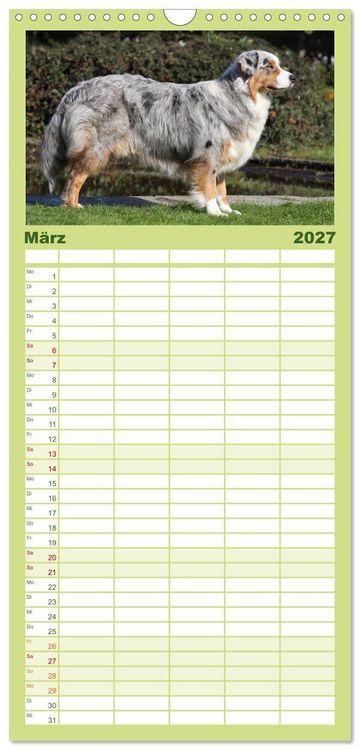 Produktbild: Familienplaner 2027 - Australian Shepherd - H&uuml;tehunde mit Familienanschluss mit 5 Spalten (Wandkalender, 21 x 45 cm) CALVENDO