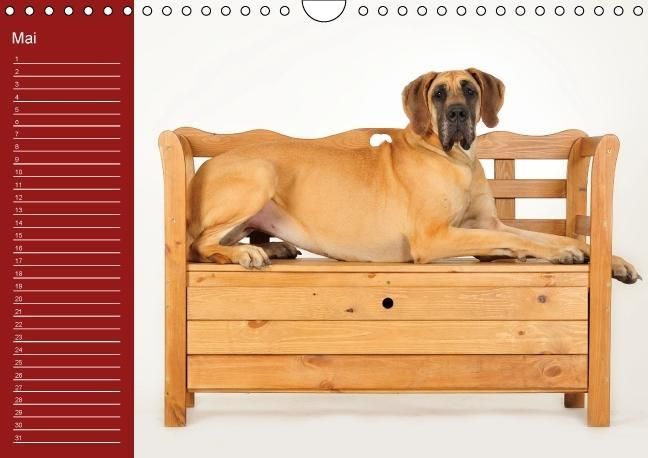 Produktbild: Deutsche Doggen / Geburtstagskalender (Wandkalender immerw&auml;hrend DIN A4 quer)