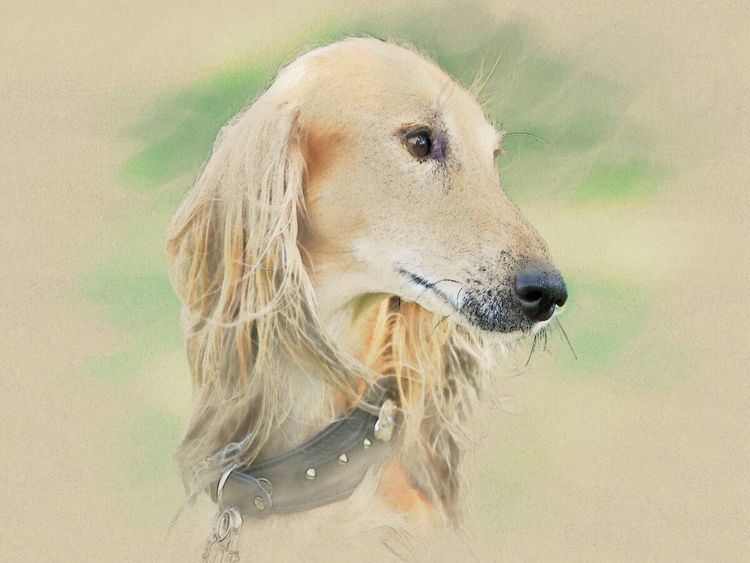 Produktbild: CALVENDO Puzzle Ein Motiv aus dem Kalender Saluki Portraits | 1000 Teile Lege-Gr&ouml;&szlig;e 64x48cm Foto-Puzzle f&uuml;r gl&uuml;ckliche Stunden