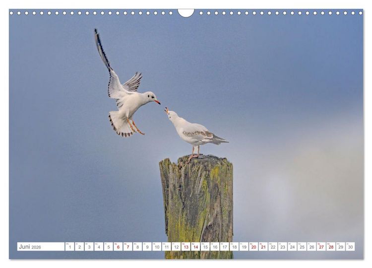 Produktbild: Aerorobaten - M&ouml;wen im Flug (Wandkalender 2026 DIN A3 quer), CALVENDO Monatskalender