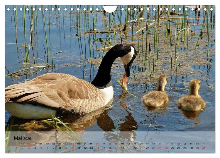 Produktbild: G&auml;nse und Enten. Schnattern, watscheln, quaken! (Wandkalender 2026 DIN A4 quer), CALVENDO Monatskalender
