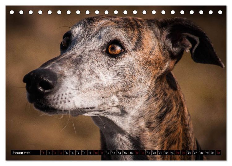 Produktbild: Windhunde - eine Leidenschaft (Tischkalender 2026 DIN A5 quer), CALVENDO Monatskalender